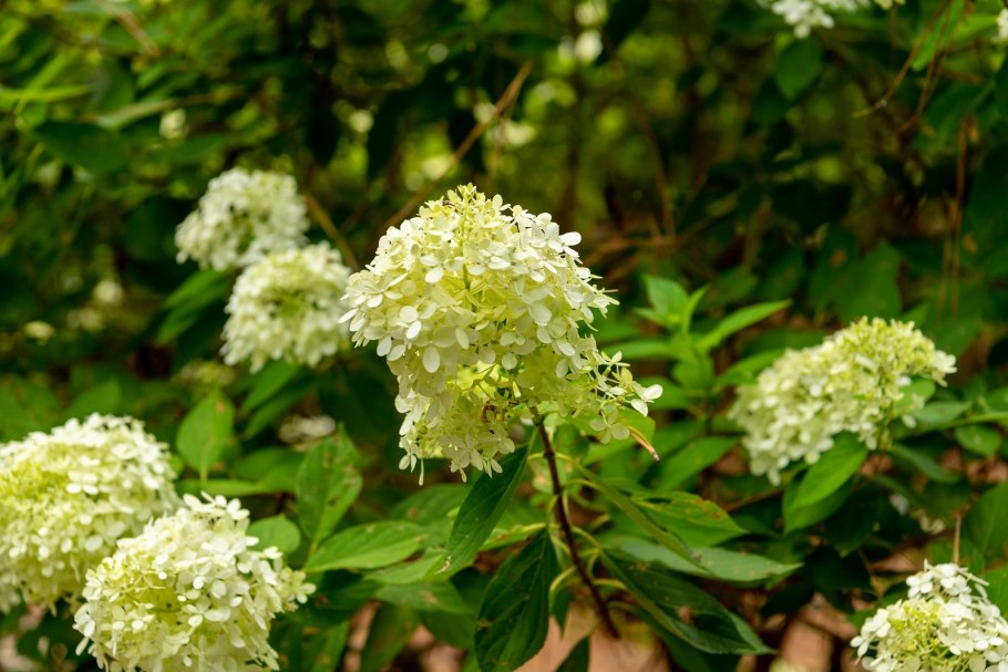 Гортензия альба метельчатая