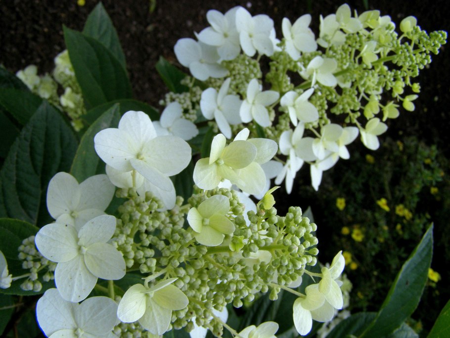 Гортензия юник метельчатая