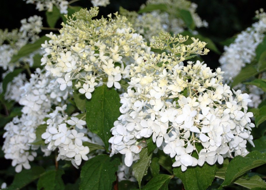 Гортензия метельчатая долли