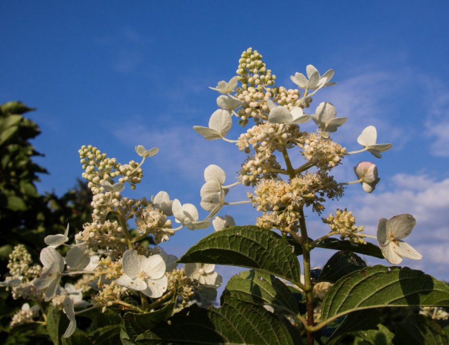 Гортензия метельчатая тардива