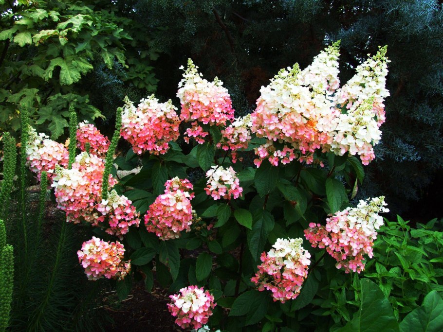 Гортензия метельчатая пинки винки
