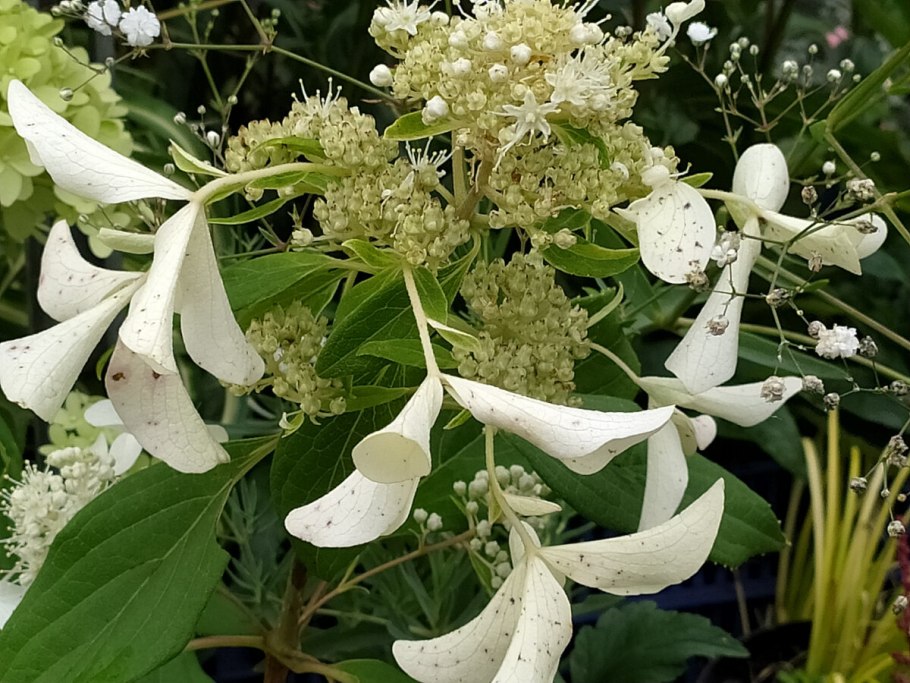 Гортензия метельчатая самарская лидия