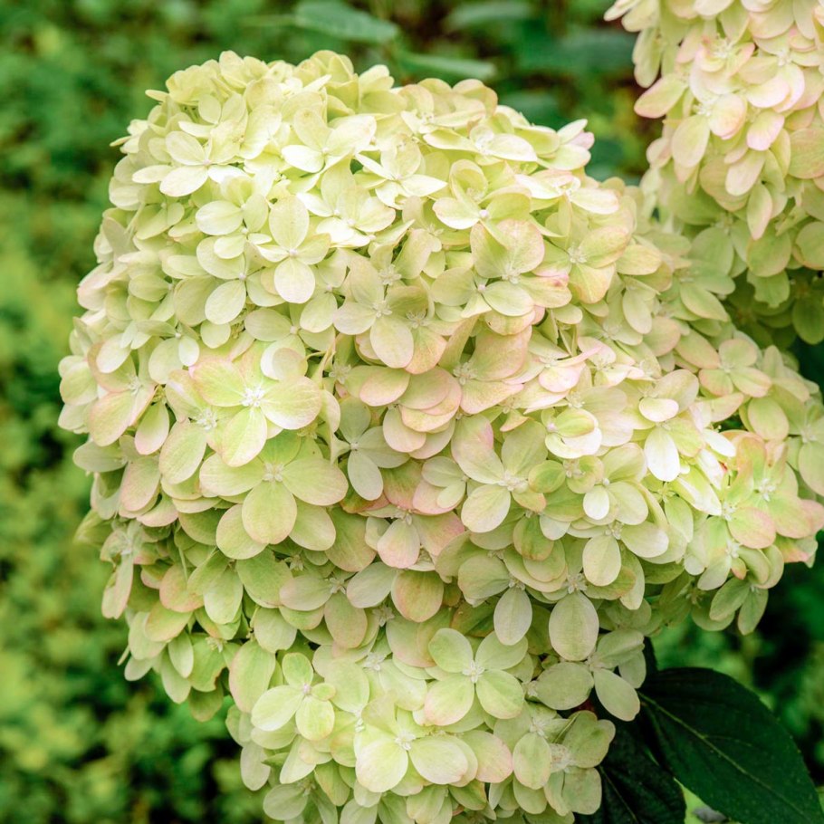 Литл лайм гортензия метельчатая