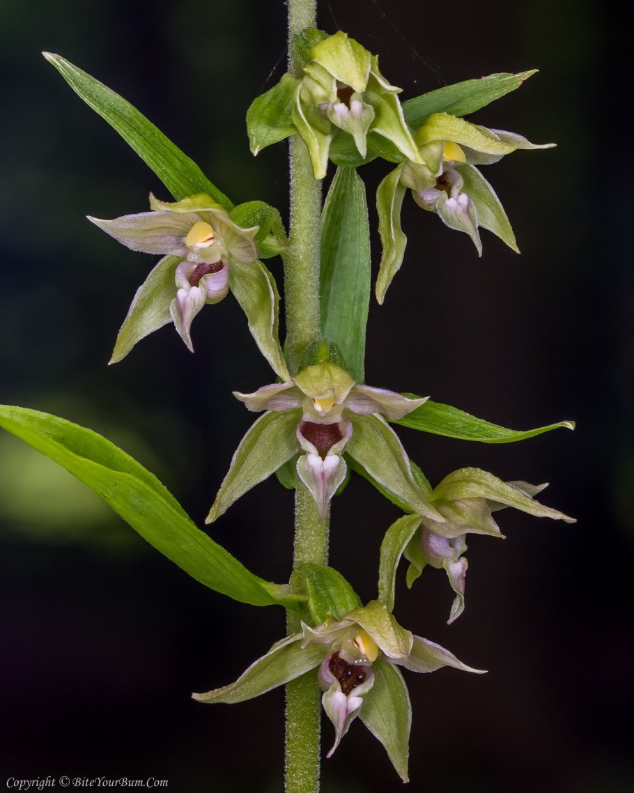 Дремлик болотный