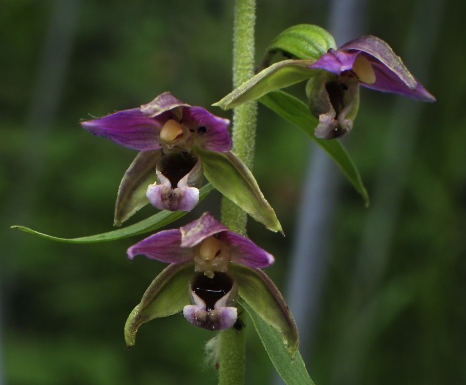 Дремлик темно-красный (Epipactis atrorubens)