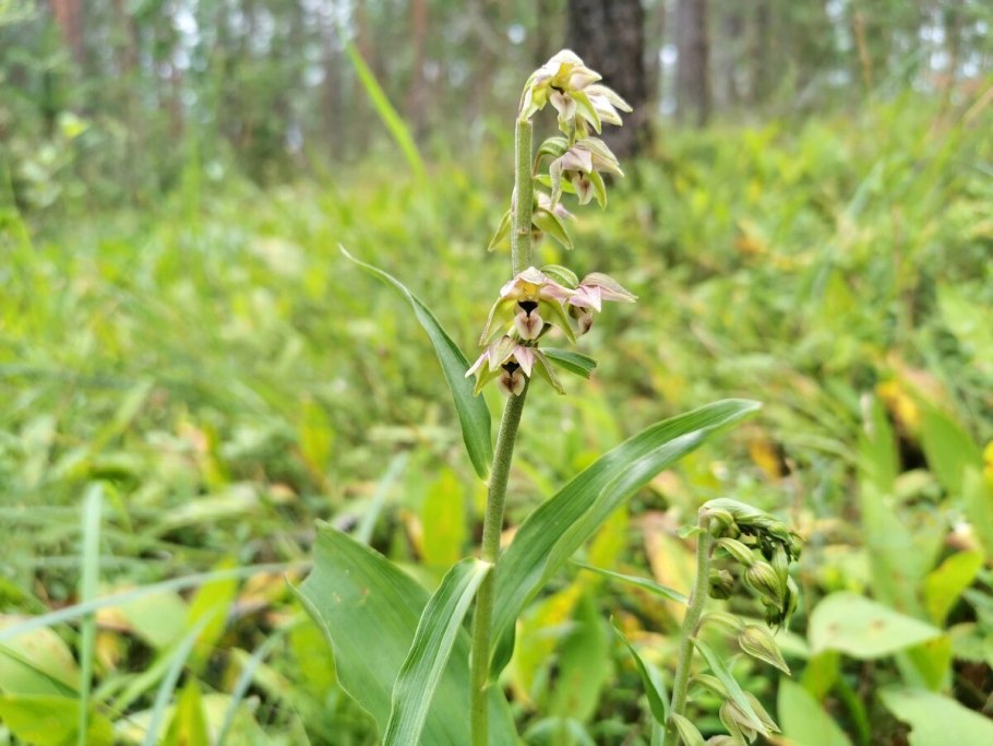 Epipactis helleborine seedling