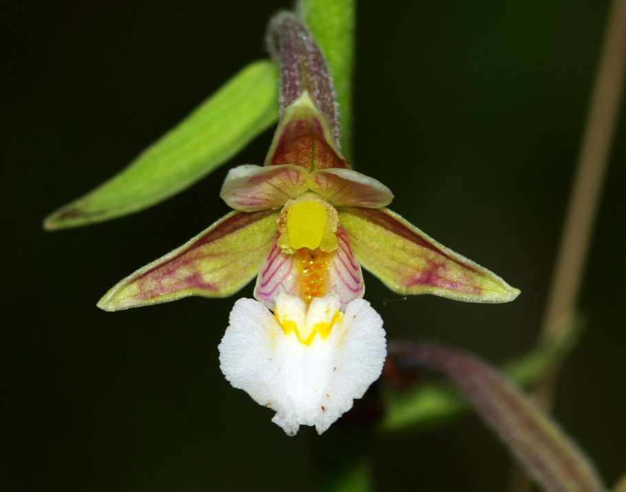 Дремлик Epipactis palustris