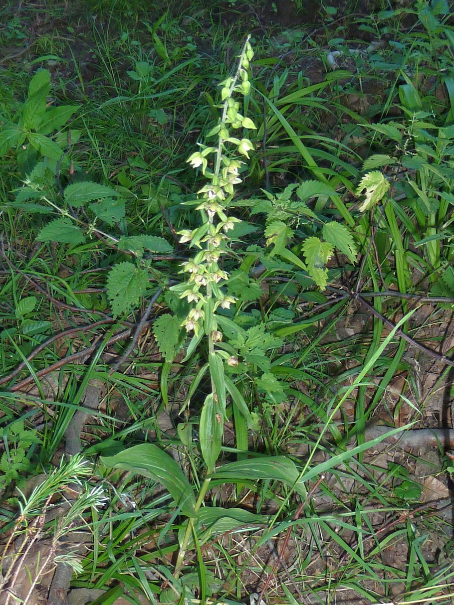 Epipactis leptochila