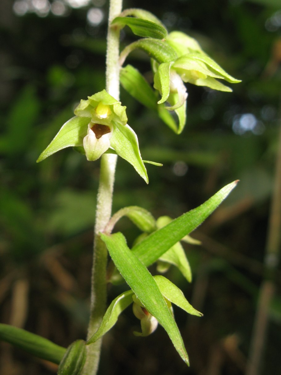 Epipactis papillosa