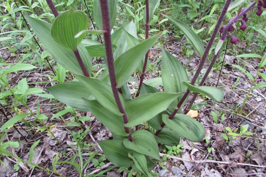 Cypripedium calceolus
