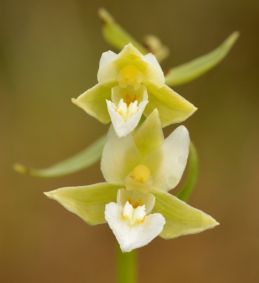 Дремлик болотный (Epipactis palustris)