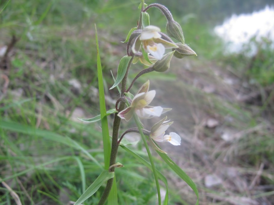 Дремлик морозниковый