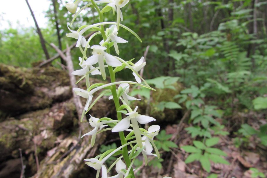 Любка двулистная (Platanthera bifolia)