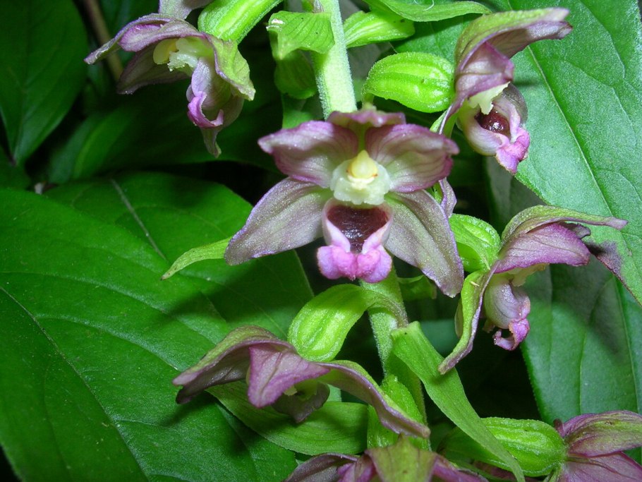 Любка двулистная шпорец