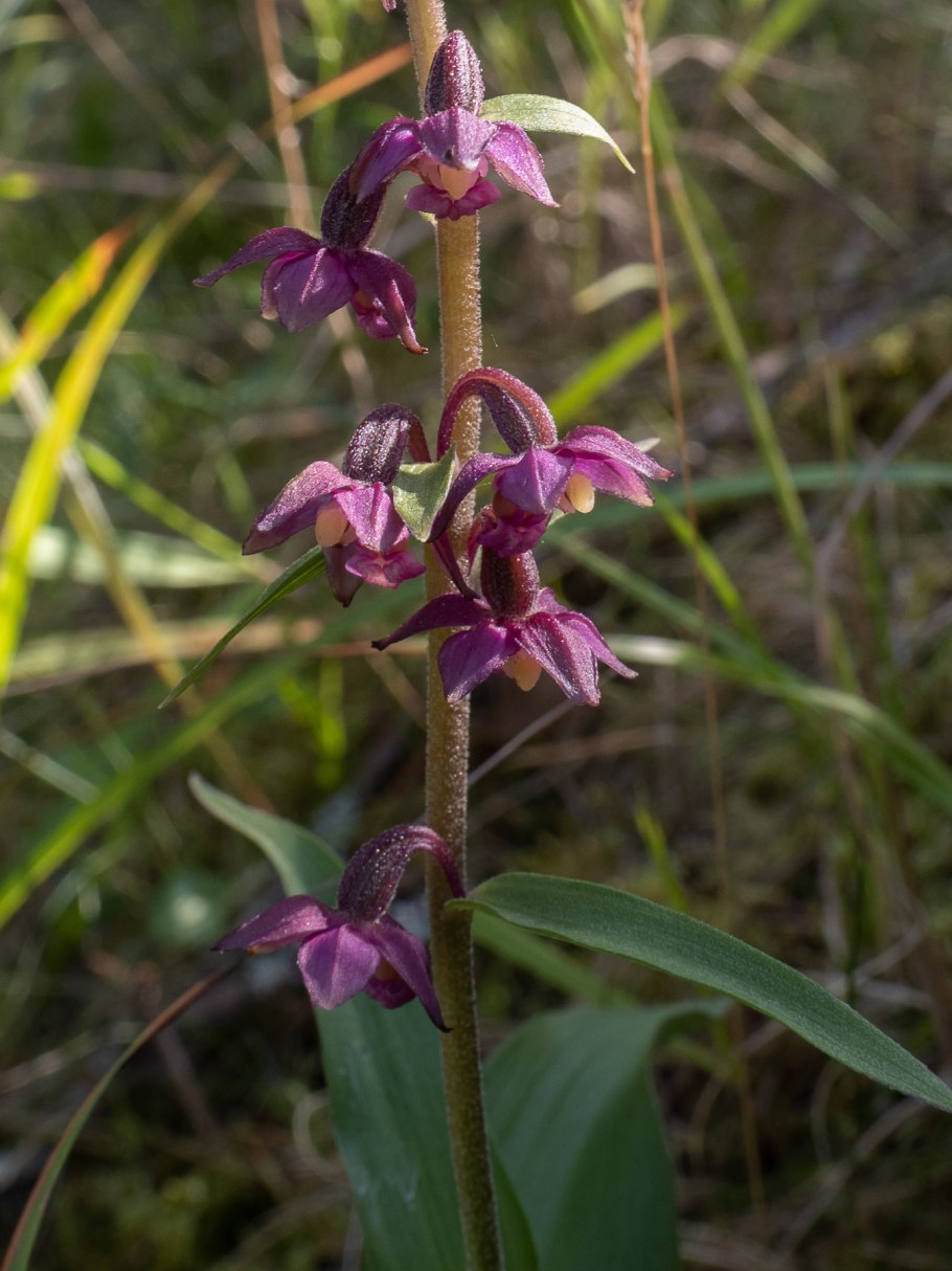 Дремлик болотный