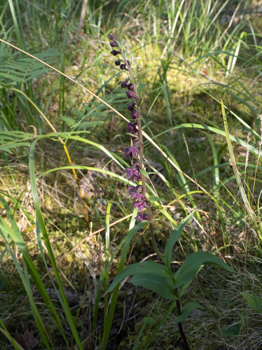 Дремлик тёмно-красный (epipactis atrorubens).