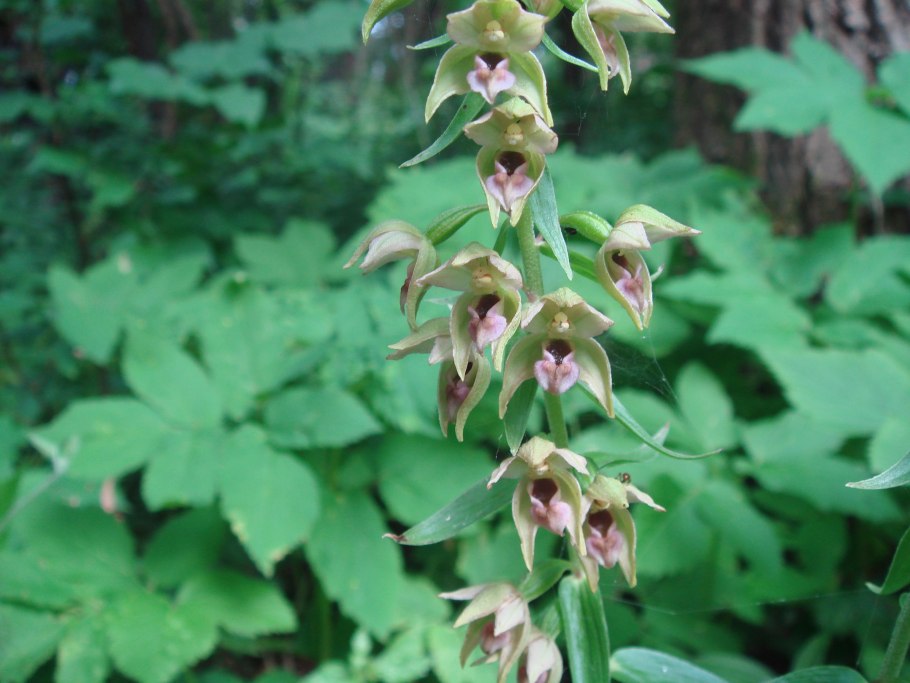 Epipactis helleborine subsp distans