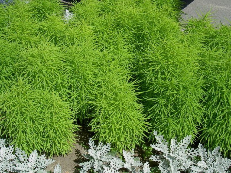 Кохия грин форест