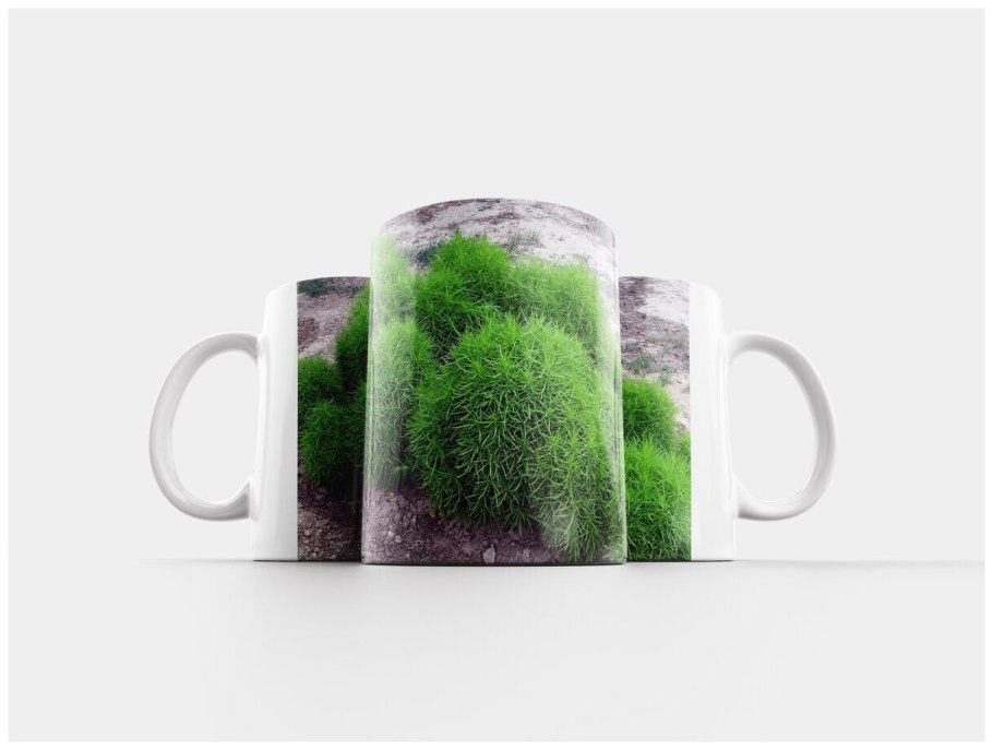 Кохия летний Кипарис