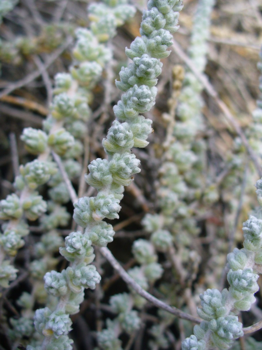 Кохия прутняк