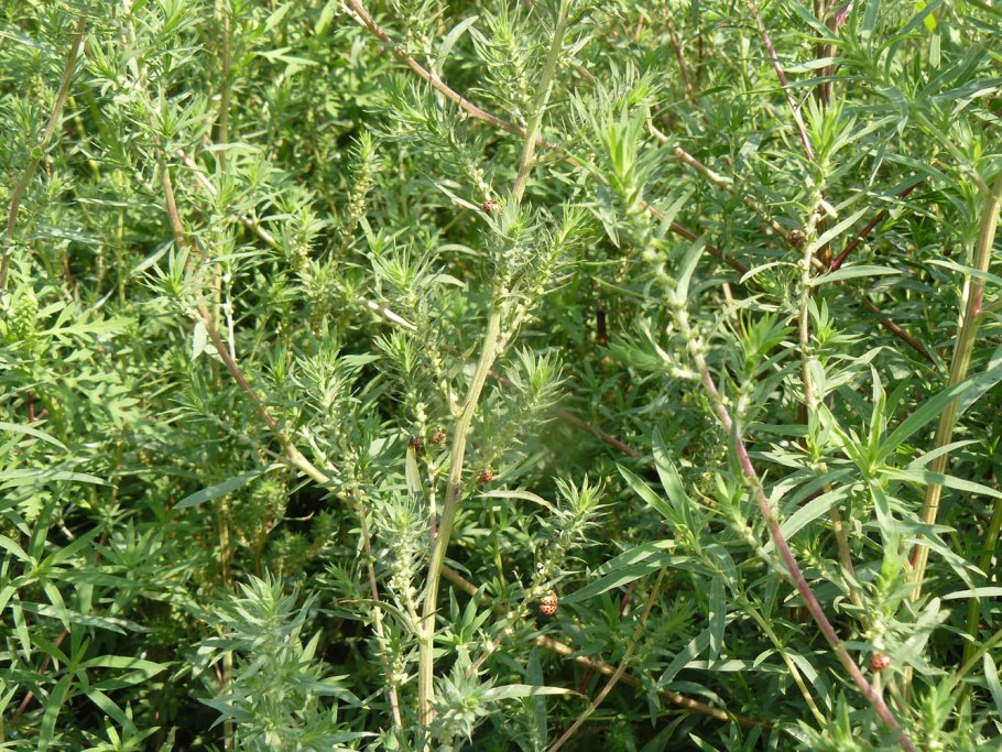 Полынь обыкновенная artemisia vulgaris