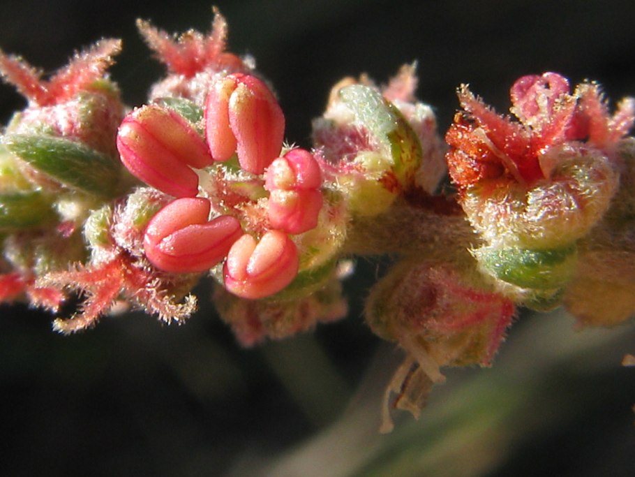 Кохия летний Кипарис