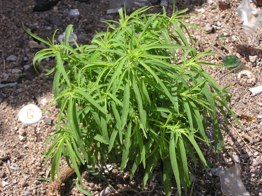 Кохия веничная