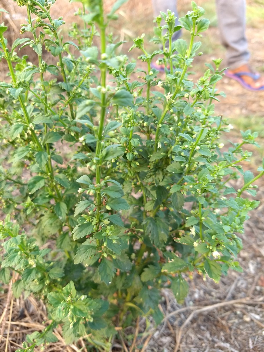 Солянка растение Графика