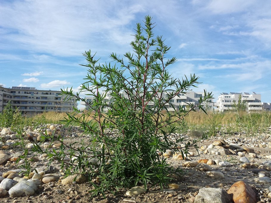 Кохия веничная сорняк