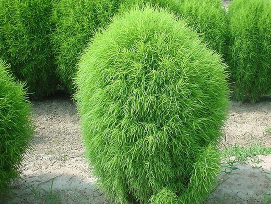 Кохия летний кипарис