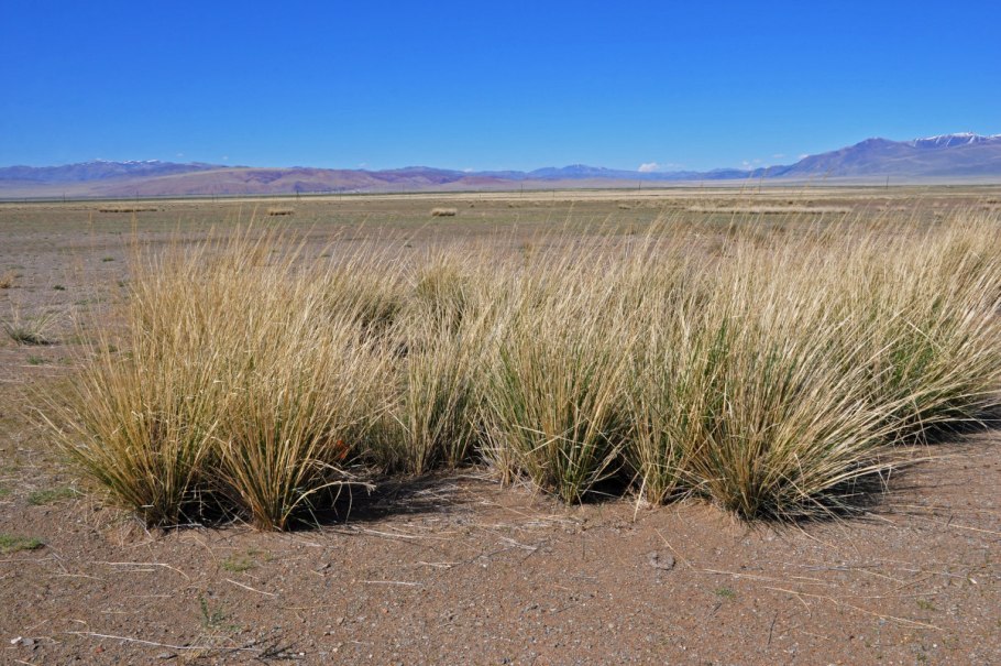 Кохия прутняк