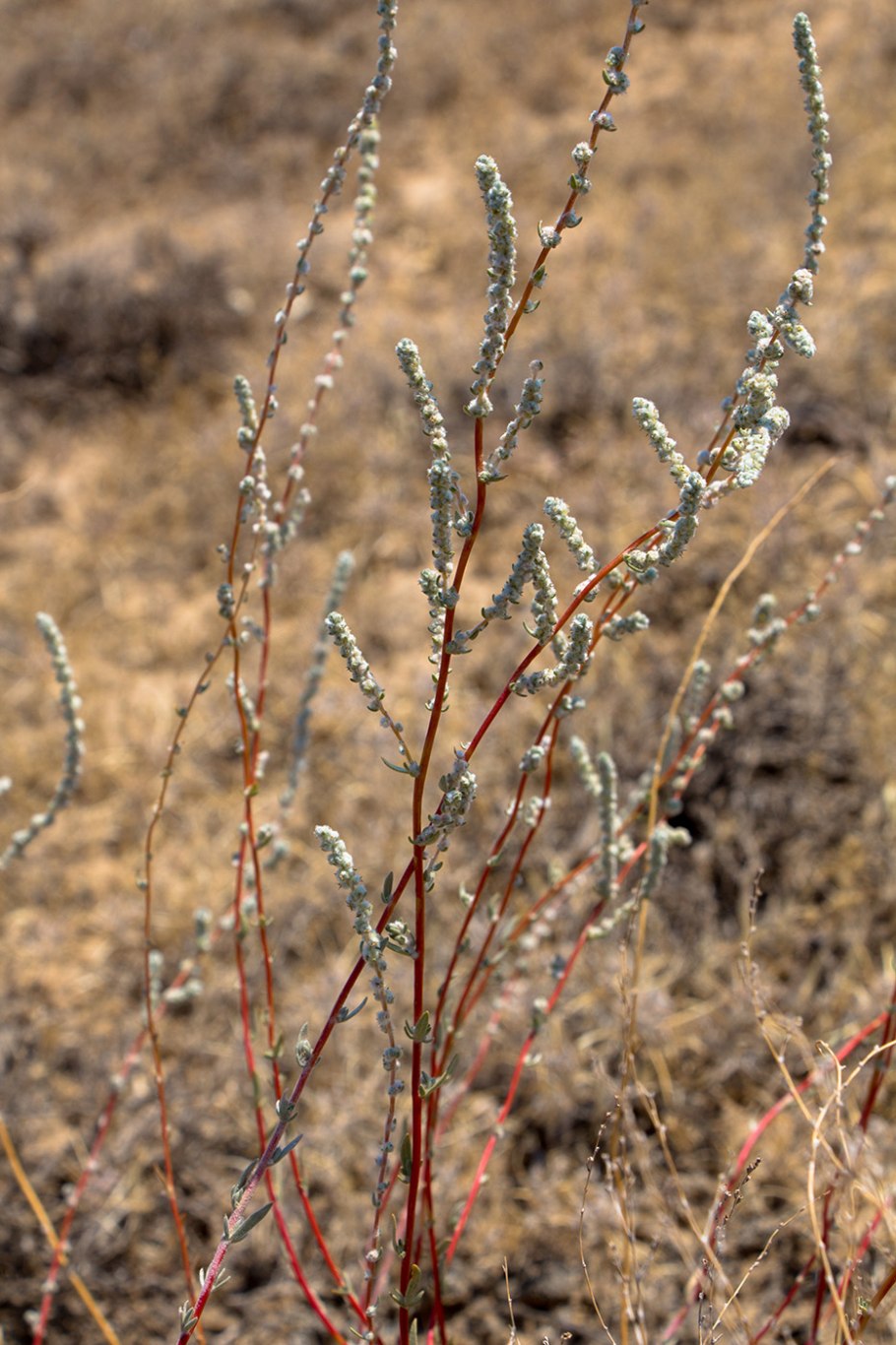 Полынь холодная artemisia frigida