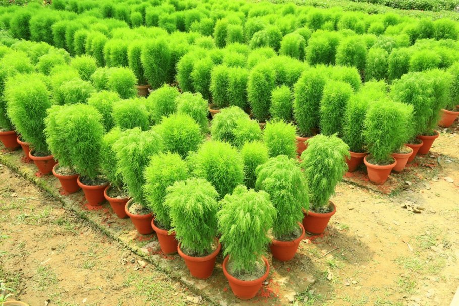 Кохия веничная летний кипарис