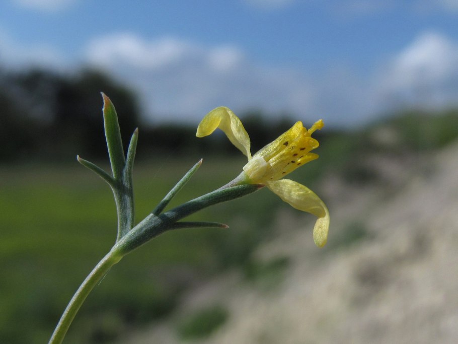 Гипекоум тонкоплодный