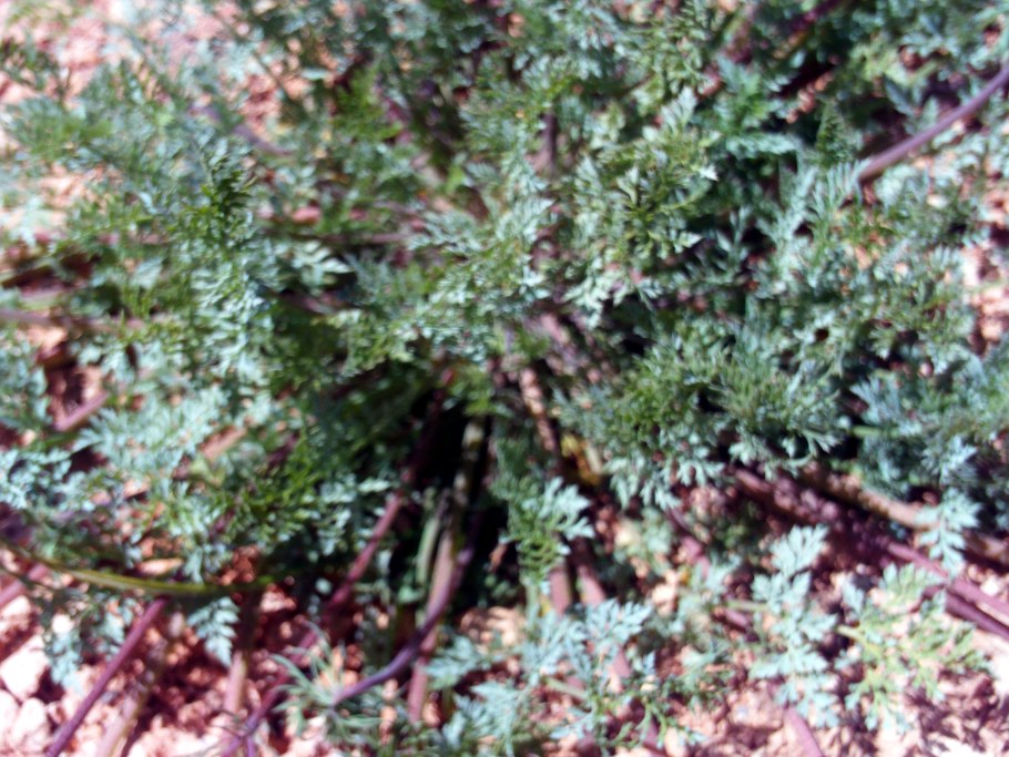 Бодяк (Cirsium esculentum