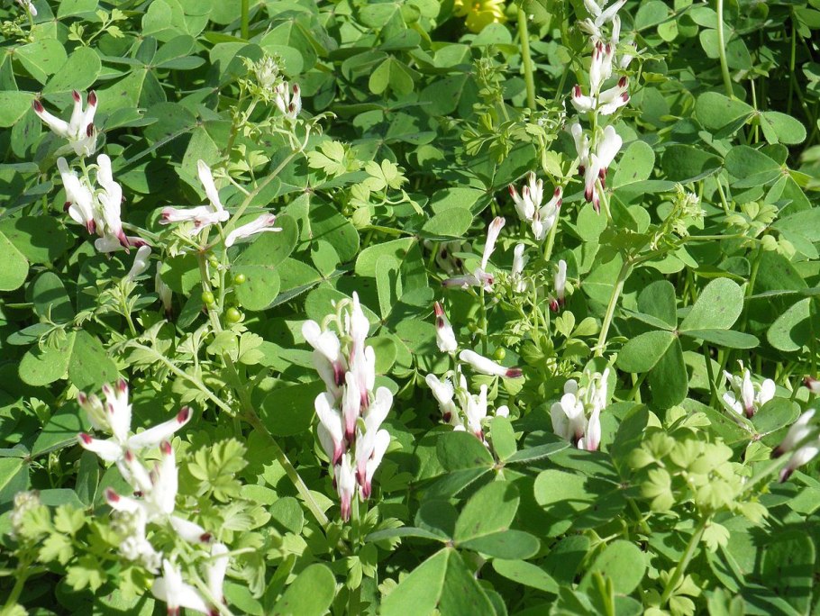 Когда подохнет Путин