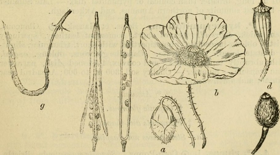 Хохлатка средняя(Corydalis Intermedia)