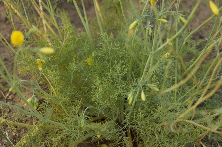 Мя́та души́стая Плантариум Израиль