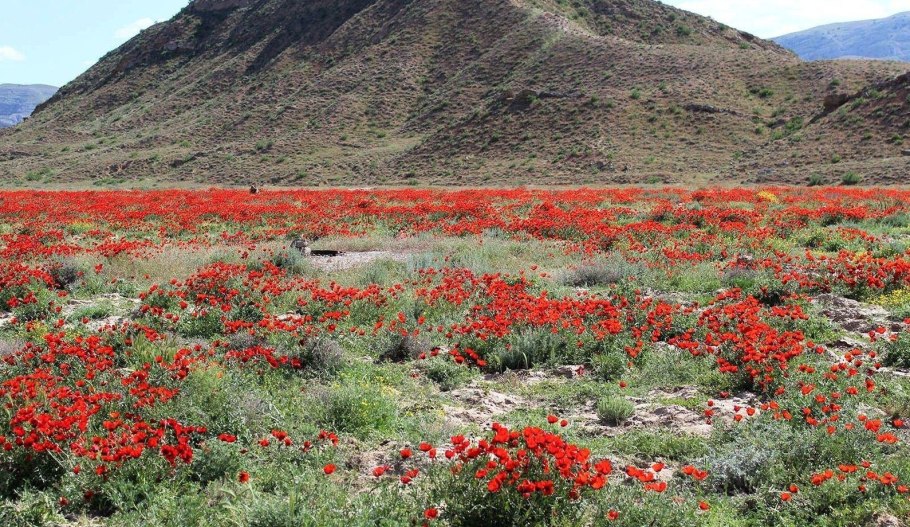 Денис Лопатин художник картины