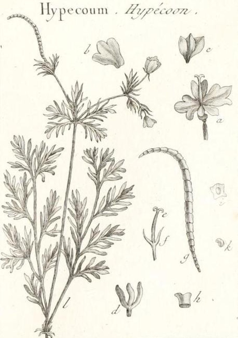 Многоцветковые повислые кисти