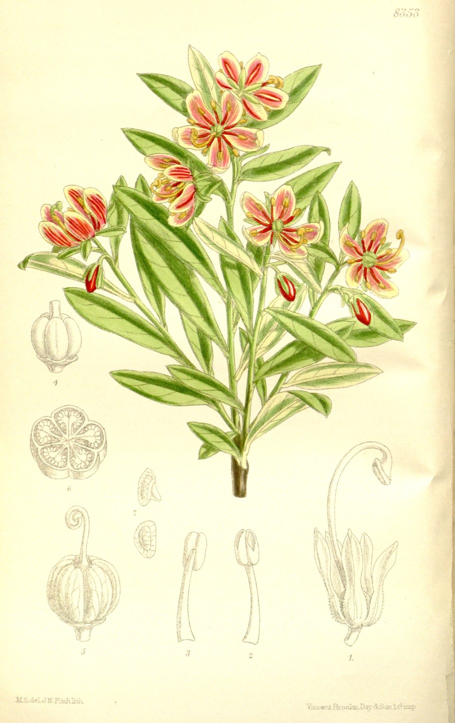 Ботаническая иллюстрация