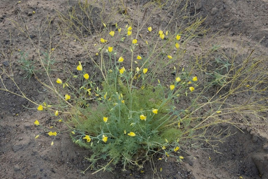 Гипекоум тонкоплодный