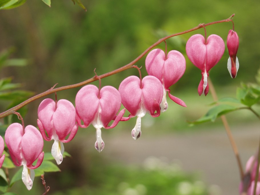 Дицентра спектабилис