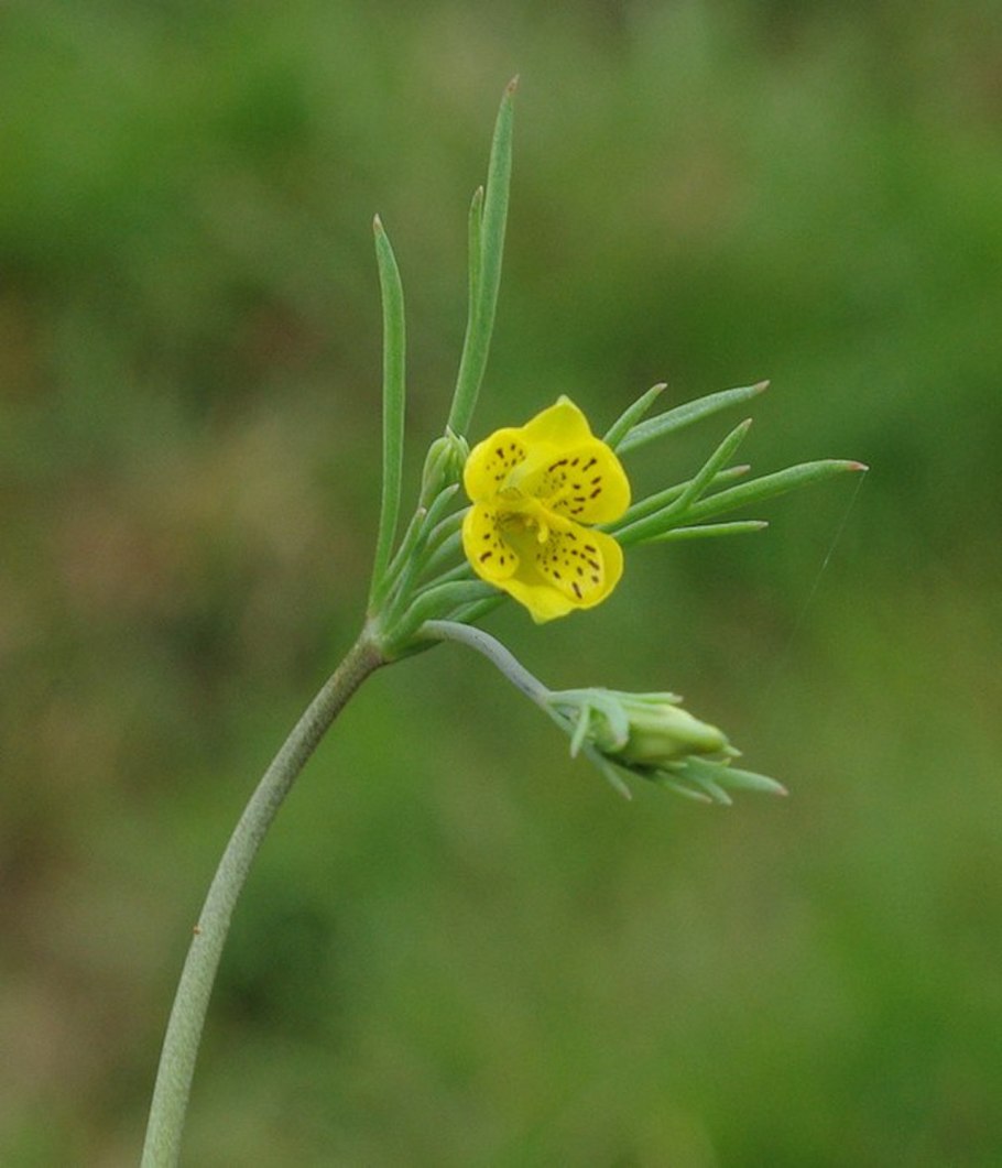 Флора Бурятии