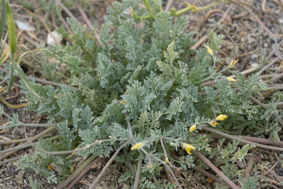 Гипекоум прямой