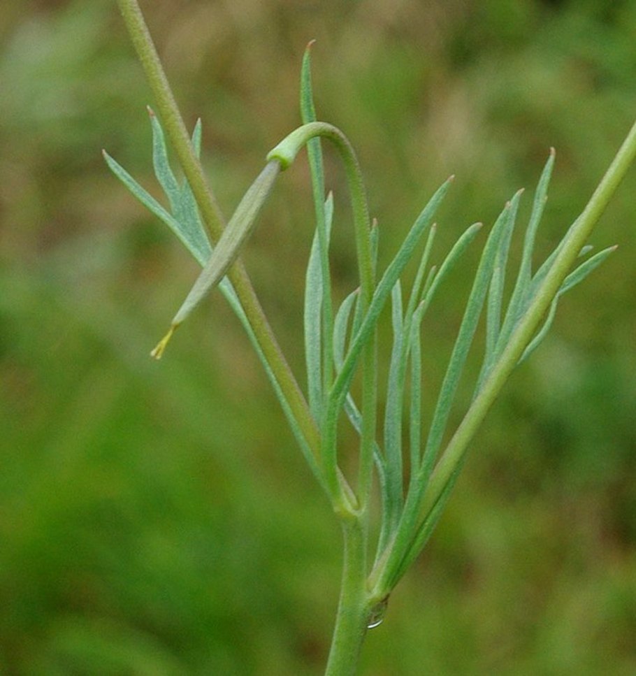 Дюпара трава