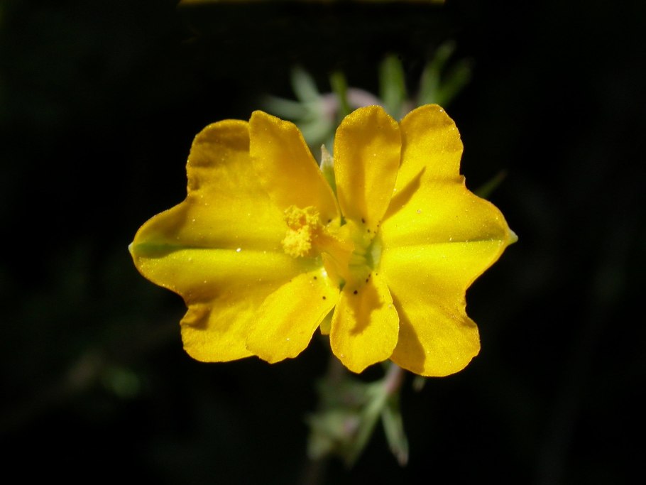 Гипекоум прямой