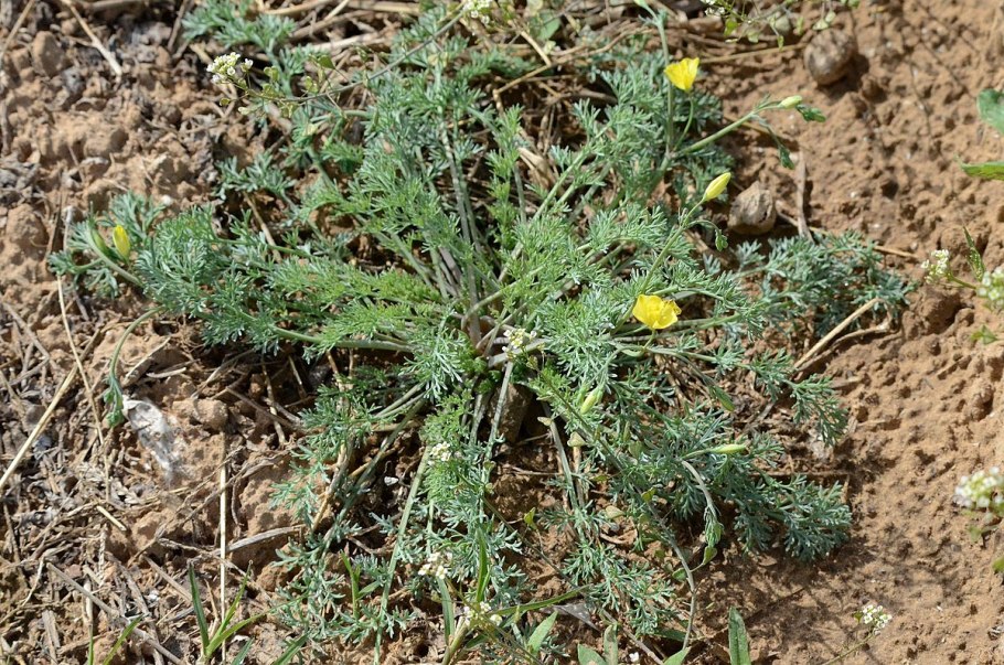 Травянистые растения Бурятии