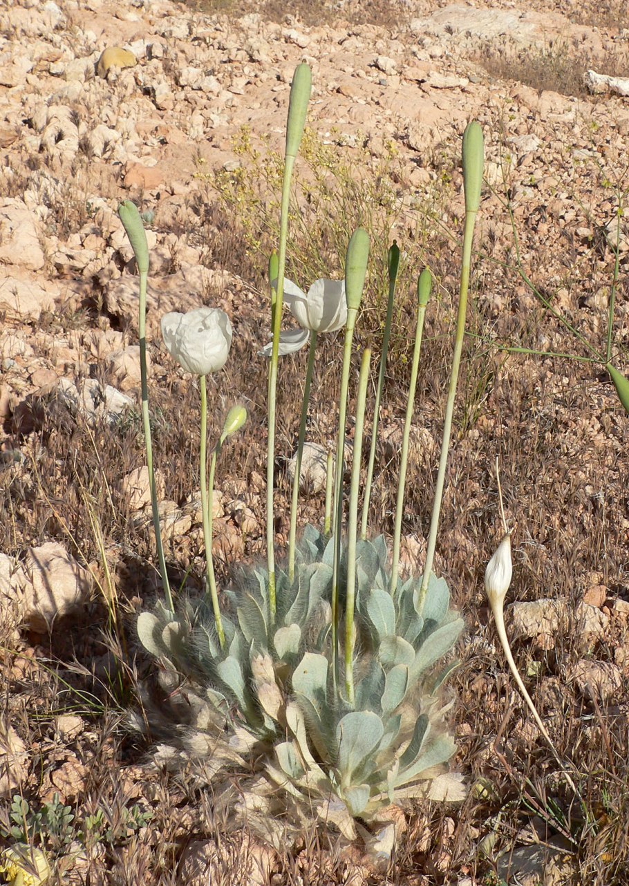 Arctomecon merriamii