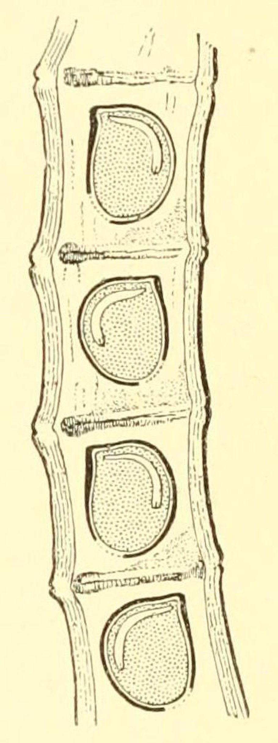 Tribophyceae трибонема